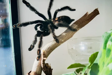 - bird spiders kaufen und verkaufen Photo: Psalmopoeus irminia Weiblich