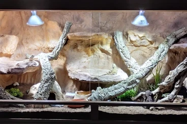 Andere Agamen kaufen und verkaufen Foto: Henrylawsoni Zuchtgruppe