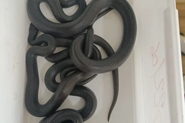 Snakes kaufen und verkaufen Photo: Boaedon fuliginosus black