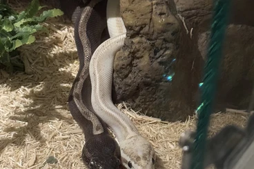 Ball Pythons kaufen und verkaufen Photo: Zwei Königspythen abzugeben