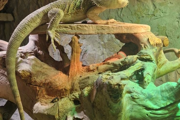 Bearded dragons kaufen und verkaufen Photo: Bartagamen-Mann „Ray“ (6) sucht Heim– Komplett-Set abzugeben!