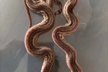 Snakes kaufen und verkaufen Photo: 1.1Acrochordus arafurae nz 26