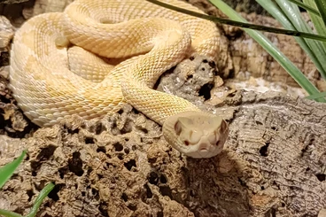 Venomous snakes kaufen und verkaufen Photo: 4 Different Venomous Snakes