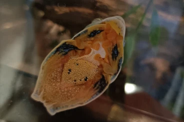 frogs kaufen und verkaufen Photo: 2.2 Rhacophorus reinwardtii