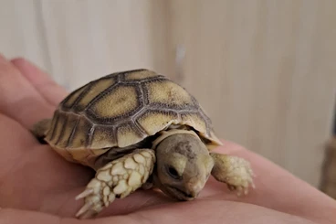 Landschildkröten kaufen und verkaufen Foto: Spornschildkröte weiblich