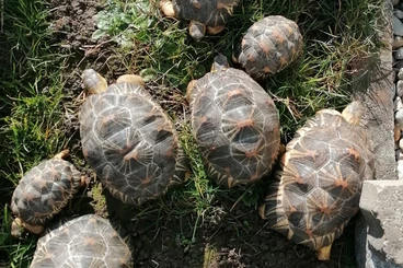 Landschildkröten kaufen und verkaufen Foto: Verkaufe Landschildkröten