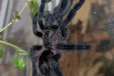 - bird spiders kaufen und verkaufen Photo: Biete folgende Vogelspinnen