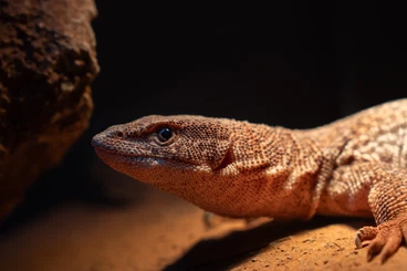 Monitor lizards kaufen und verkaufen Photo: Varanus Storri 0.1 wanted