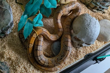 Snakes kaufen und verkaufen Photo: Snake and enclosure with decorations