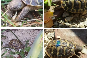 Tortoises kaufen und verkaufen Photo: Griechische Landschidkröte