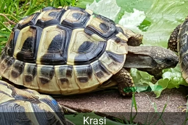 Tortoises kaufen und verkaufen Photo: Griechische Landschidkröte