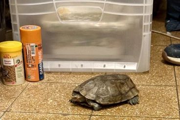 Turtles kaufen und verkaufen Photo: Sumpfschildkröte Rosalinde sucht ein neues Zuhause