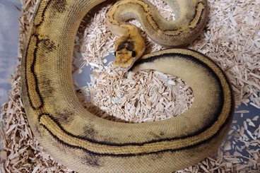 Ball Pythons kaufen und verkaufen Photo: 1.0 Champagne 50 % het Ghost aus 2019