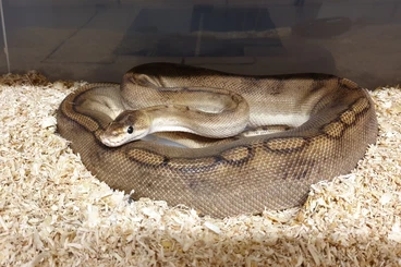 Ball Pythons kaufen und verkaufen Photo: 0.1 Champagne het Ghost, proven breeder