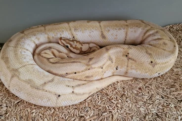 Ball Pythons kaufen und verkaufen Photo: 1.0 Banana Fire Spider, Female Maker geprüft