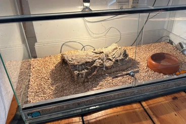 Snakes kaufen und verkaufen Photo: Adulte Kornnatter inkl. Terrarium abzugeben