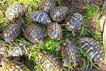 Tortoises kaufen und verkaufen Photo: Adulte Zuchtgruppen, 100% glatte & perfekte Panzer: