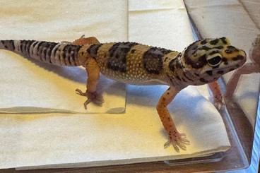 Geckos kaufen und verkaufen Foto: Leopardgeckos zu verkaufen