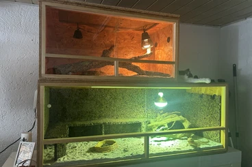 Agamen kaufen und verkaufen Foto: 3 Bartagamen + 2 Terrarien mit Beleuchtung abzugeben
