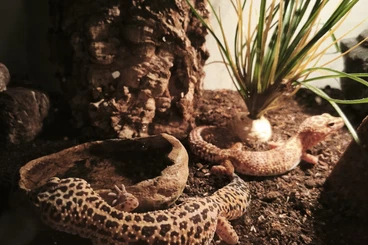 Geckos kaufen und verkaufen Foto: Leopardengeckos suchen neues Zuhause