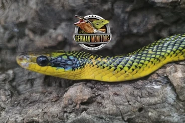 Snakes kaufen und verkaufen Photo: INDONASIA IMPORT 06/07-2026