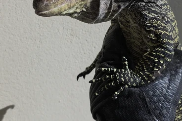 Lizards kaufen und verkaufen Photo: INDONASIA IMPORT 06/07-2026