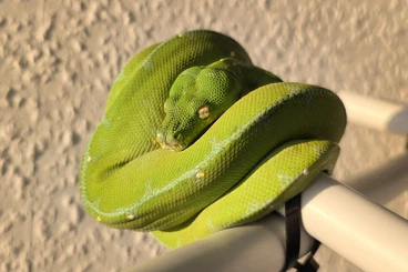 Lizards kaufen und verkaufen Photo: WWW.GERMAN-MONITORS.COM - AVAILABLE