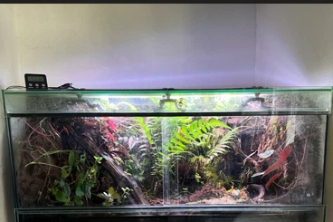 Poison dart frogs kaufen und verkaufen Photo: Suche meine ersten Frösche