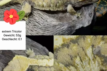Geckos kaufen und verkaufen Foto: Kronengecko (C. Ciliatus)