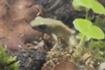 Poison dart frogs kaufen und verkaufen Photo: Ich suche: Dendrobatus auratus EL ORO