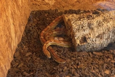 Snakes kaufen und verkaufen Photo: Kornatter Pärchen abzugeben