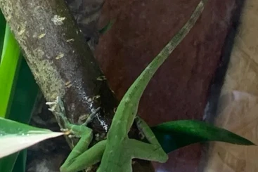 Echsen  kaufen und verkaufen Foto: Großer Grün - Anolis zu verkaufen