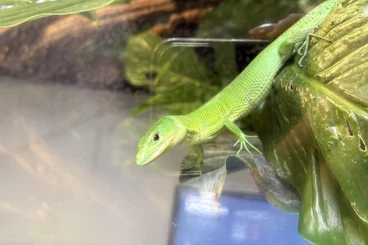 Echsen  kaufen und verkaufen Foto: Grüne Baumeidechse inkl. Terrarium 90x60x140