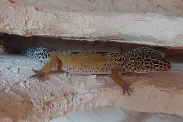 Geckos kaufen und verkaufen Foto: 3 Leopardgecko- Weibchen inkl. Terrarium
