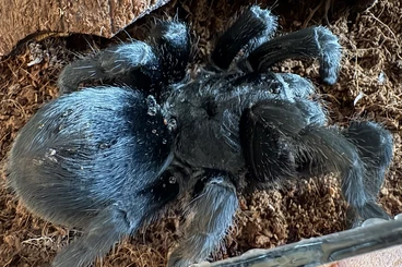 - bird spiders kaufen und verkaufen Photo: Adulte weibliche Grammostola pulchra - gesichert weiblich