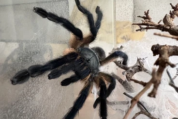 - bird spiders kaufen und verkaufen Photo: Subadultes Weibchen - Monocentropus balfouri