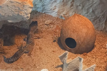 Geckos kaufen und verkaufen Foto: Leopardgeckos mit Terrarium