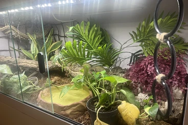 Ball Pythons kaufen und verkaufen Photo: Zweijährige liebe Königspython