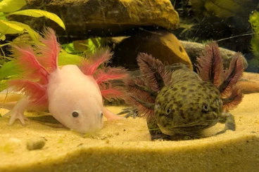 newts and salamanders kaufen und verkaufen Photo: Junge Axolotl in 32760 Detmold