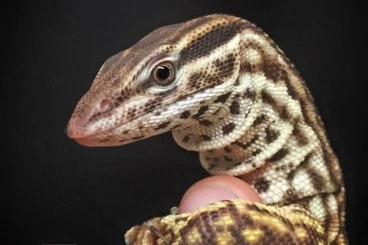 Warane kaufen und verkaufen Foto: Looking for baby Varanus Acanthurus