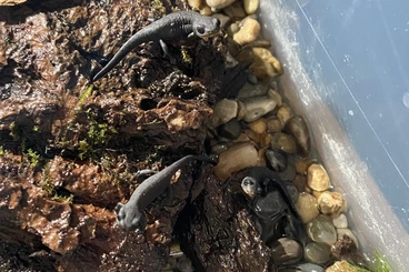 Molche kaufen und verkaufen Foto: chinesische Feuerbauchmolche Nachzuchten