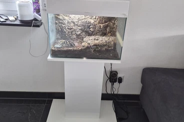 Spiders and Scorpions kaufen und verkaufen Photo: Vogelspinne sucht neues zu Hause