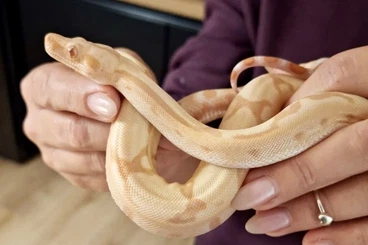 Boas kaufen und verkaufen Photo: Sunglow Jungle Leopard Boa