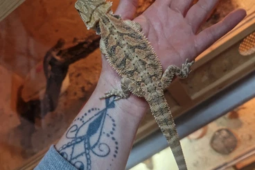 Agama kaufen und verkaufen Photo: Junge Farbbartagamen von Anfang Januar