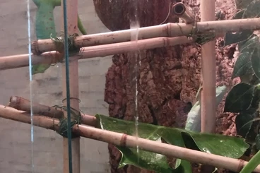 Geckos kaufen und verkaufen Photo: Madagaskar-Taggecko!!!!!