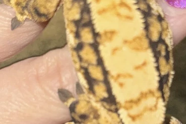 Geckos kaufen und verkaufen Photo: Krongeckos abzugeben aus eigener Nachzucht