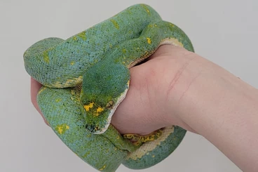 Pythons kaufen und verkaufen Photo: Morelia azurea utaraensis 1.0 - CB 2009 - RESERVED UNTIL MAY 4TH