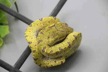 Snakes kaufen und verkaufen Photo: Schöne Schlangen Nachzuchten zu verkaufen