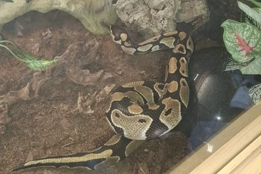 Königspythons kaufen und verkaufen Foto: Königspython (Phyton Regius)