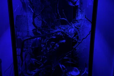 andere Echsen kaufen und verkaufen Foto: Kammanolis, Anolis cristatellus